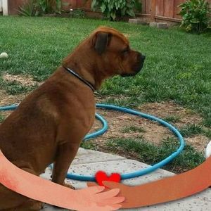 Meet your Posher, Williamson